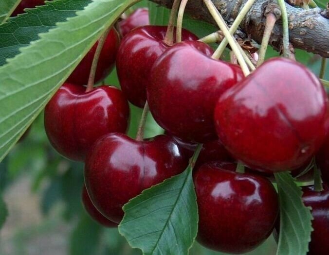 Plant Cherry plant cutting Lapins Fruit Cutting for rooting and propagation Plant Garden #lpau
