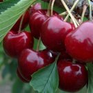 Plant Cherry plant cutting Lapins Fruit Cutting for rooting and propagation Plant Garden #lpau