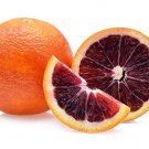 Plant Orange tree Blood Cara Cara Navel Fruit Cutting for rooting and propagation Plant Garden #lpau