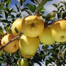 Plant Apple tree Golden deliciou Fruit Cutting for rooting and propagation Plant Garden #lpau
