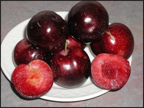 Plant Plum tree Satsuma Fruit Cutting for rooting and propagation Plant Garden #lpau