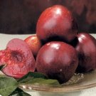 Plant Plum tree Mariposa Fruit Cutting for rooting and propagation Plant Garden #lpau