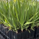 Live Plant Forever Rich Plant Flower for Plant Home Garden #lpau