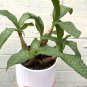 Live Plant Forever Rich Plant Flower for Plant Home Garden #lpau