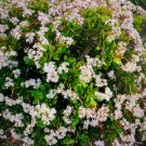 Live Plant Jade Plant/Crassula Ovata Lucky Money Tree Home Garden #lpau