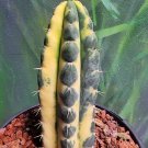 Live Plant Tricho Pach 'Yowie' Variegated Cactus Cutting Plant Home Garden #lpau