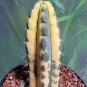 Live Plant Tricho Pach 'Yowie' Variegated Cactus Cutting Plant Home Garden #lpau