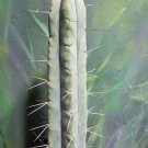 Live Plant Tricho Bridgesii 'Kai' Cactus Cutting Plant Home Garden #lpau
