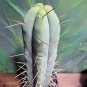 Live Plant Tricho Bridgesii 'Kai' Cactus Cutting Plant Home Garden #lpau
