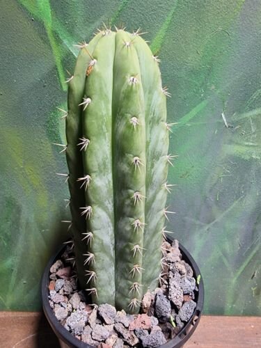 Live Plant Tricho Peru 'Eva' Rare Blue Clone Cactus Bare Root Plant Home Garden #lpau