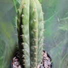 Live Plant Tricho Peru 'Eva' Rare Blue Clone Cactus Bare Root Plant Home Garden #lpau