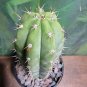 Live Plant Tricho Peru 'Eva' Rare Blue Clone Cactus Bare Root Plant Home Garden #lpau