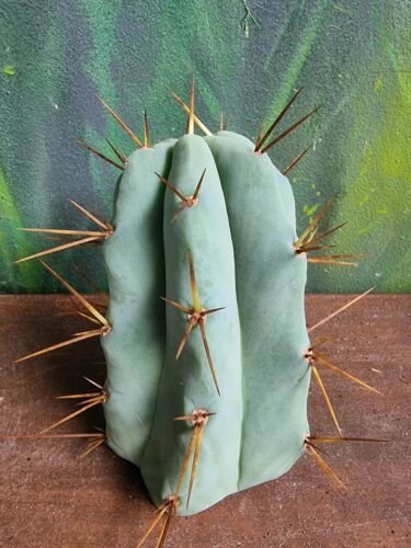 Live Plant Tricho 'CSD' Super Rare Clone Cactus Cutting Plant Home Garden #lpau