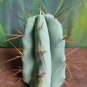 Live Plant Tricho 'CSD' Super Rare Clone Cactus Cutting Plant Home Garden #lpau