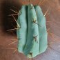 Live Plant Tricho 'CSD' Super Rare Clone Cactus Cutting Plant Home Garden #lpau