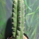 Live Plant TPC X Julls Giant Rare Clone Cactus Bare Root Plant Home Garden #lpau