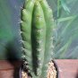 Live Plant TPC X Julls Giant Rare Clone Cactus Bare Root Plant Home Garden #lpau