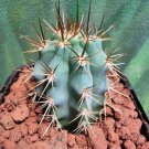 Live Plant Azurecereus Hertlingianus Blue Clone Cactus Bare Root Plant Home Garden #lpau