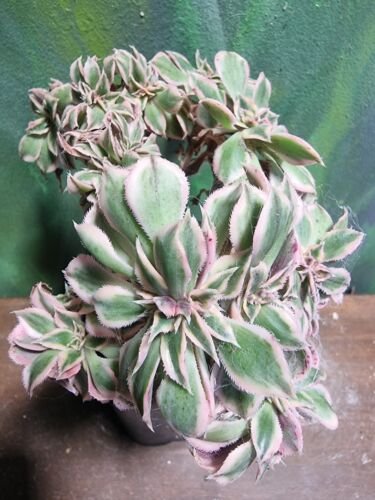 Live Plant Aeonium Sunburst Crest Variegated Succulent Bare Root Plant Home Garden #lpau