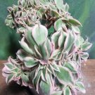 Live Plant Aeonium Sunburst Crest Variegated Succulent Bare Root Plant Home Garden #lpau
