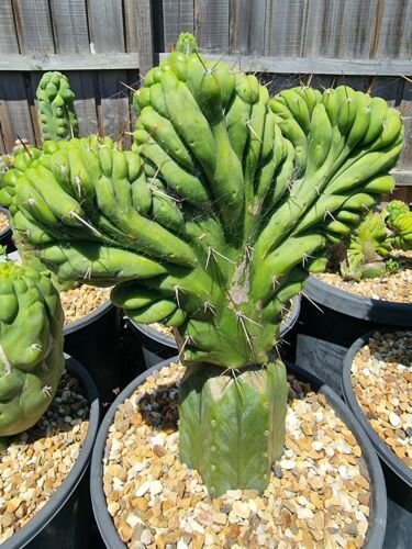 Live Plant Tricho Peru Macrogonus Crest Succulent Bare Root Plant Home Garden #lpau