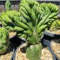 Live Plant Tricho Peru Macrogonus Crest Succulent Bare Root Plant Home Garden #lpau