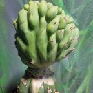Live Plant Tricho Sharxx Blue X TPM Crest Succulent Bare Root Plant Home Garden #lpau