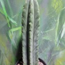 Live Plant Tricho 'Pach x Scop' Succulent Bare Root Plant Home Garden #lpau