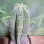 Live Plant Tricho 'Pach x Scop' Succulent Bare Root Plant Home Garden #lpau