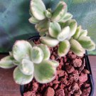 Live Plant Cotyledon Tomentosa Variegated White Succulent Bare Root Plant Home Garden #lpau
