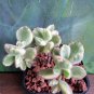Live Plant Cotyledon Tomentosa Variegated White Succulent Bare Root Plant Home Garden #lpau