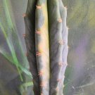 Live Plant Tricho Pach 'Quam' Variegated Succulent Bare Root Plant Home Garden #lpau