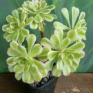 Live Plant Aeonium arboreum Variegated Succulent Bare Root Plant Home Garden #lpau
