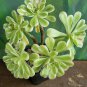 Live Plant Aeonium arboreum Variegated Succulent Bare Root Plant Home Garden #lpau