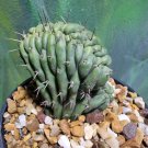 Live Plant Tricho TPM X N1 Crest Succulent Bare Root Plant Home Garden #lpau