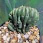 Live Plant Tricho TPM X N1 Crest Succulent Bare Root Plant Home Garden #lpau