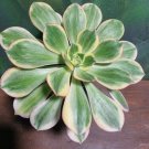 Live Plant Aeonium Sunburst Variegated Clone Succulent Bare Root Plant Home Garden #lpau