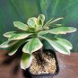 Live Plant Aeonium Sunburst Variegated Clone Succulent Bare Root Plant Home Garden #lpau