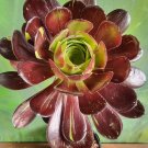Live Plant Aeonium 'Big Bang' Variegated Succulent Bare Root Plant Home Garden #lpau