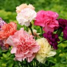 80X Seeds Dwarf Carnation Flower Seeds Plant Home Garden #lpau