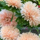100X Seeds Aster, Giant Apricot Flower Seeds Plant Home Garden #lpau