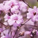 300X Seeds Baby’s Breath, soft pink Flower Seeds Plant Home Garden #lpau