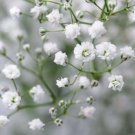 300X Seeds White Baby’s Breath Flower Seeds Plant Home Garden #lpau
