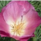 200X Seeds Purple Gleam Poppy Flower Seeds Plant Home Garden #lpau