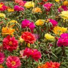 500X Seeds Portulaca Flower Seeds Plant Home Garden #lpau