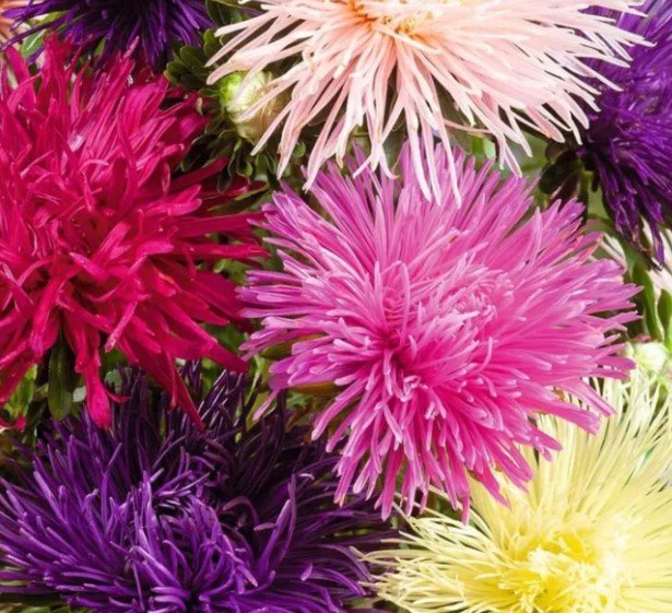 100X Seeds Aster, Giant Unicum Mix, Giant frilled blooms Flower Seeds Plant Home Garden #lpau