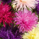 100X Seeds Aster, Giant Unicum Mix, Giant frilled blooms Flower Seeds Plant Home Garden #lpau
