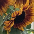 20X Seeds Solar Flash Sunflower Flower Seeds Plant Home Garden #lpau