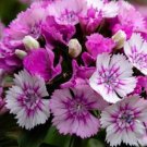 200X Seeds Sweet Williams, tall pink mixed Flower Seeds Plant Home Garden #lpau
