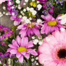 40X Seeds Gerbera Jamieson with white Baby’s Breath Flower Seeds Plant Home Garden #lpau
